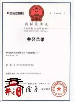 水果愛好者的福音 國家地理標志產品“井陘蘋果”上市，代理代辦全面啟動